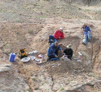 Gerry Ohrstrom, left, and Dave Sands, watch Nels Peterson, left, and John Scannella excavate a dinosaur near MSU's Osh Camp in Mongolia. It was even more primitive than the new species described this month from Choteau. (Photo courtesy of Jack Horner).(Photo courtesy of Jack Horner).