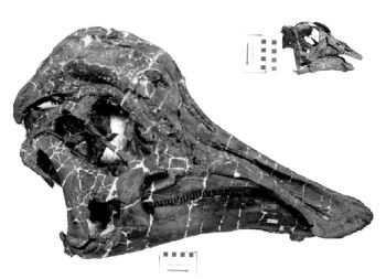 This photo compares the size of a juvenile and adult Hypacrosaurus skull. (Photo courtesy of Jack Horner).