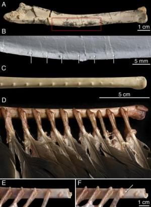 (A) View of right ulna of Velociraptor IGM 100/981. (B) Detail from cast of red box in (A), with arrows showing six evenly spaced feather quill knobs. (C) View of right ulna of a turkey vulture (Cathartes). (D) Same view of Cathartes as in (C) but with soft tissue dissected to reveal placement of the secondary feathers relative to the quill knobs. (E) Detail of Cathartes, with one quill completely removed to reveal quill knob. (F) Same view as in (E) but with quill moved to the left to show placement of quill, knob, and follicular ligament. Follicular ligament indicated with arrow. (Credit: Mick Ellison)