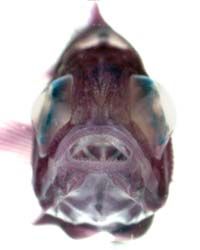 Head-on view of a stickleback with small teeth lining the mouth. The stickleback has been stained to show the skeleton.